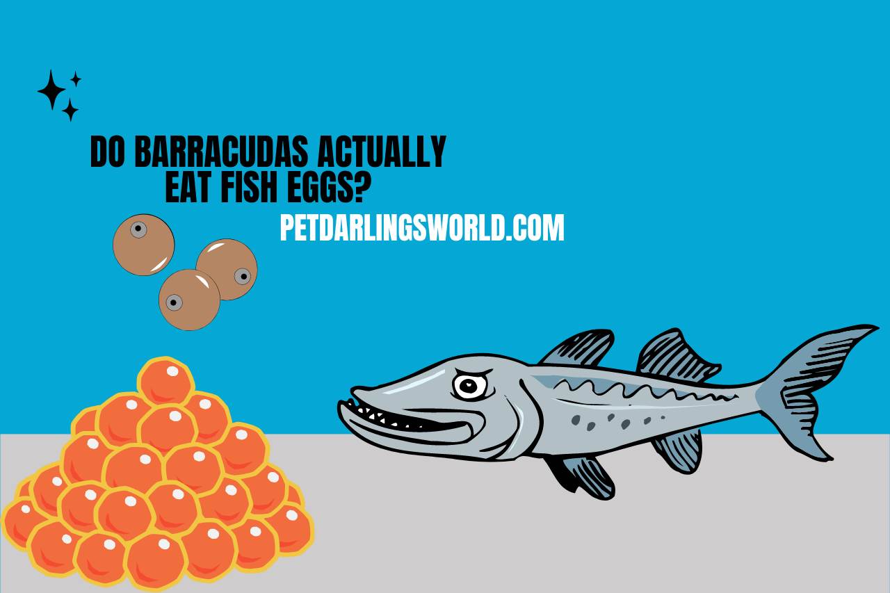 Do Barracudas Actually Eat Fish Eggs