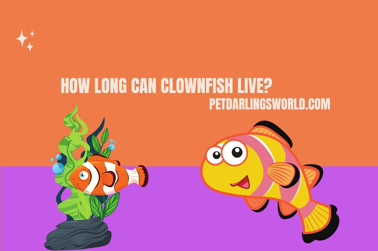 How long can clownfish live