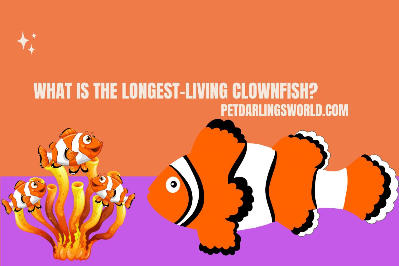 What is the longest-living clownfish