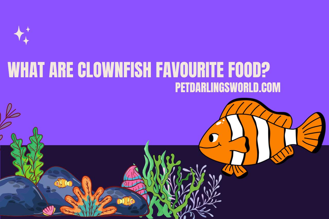 What is Clownfish's Favorite Food