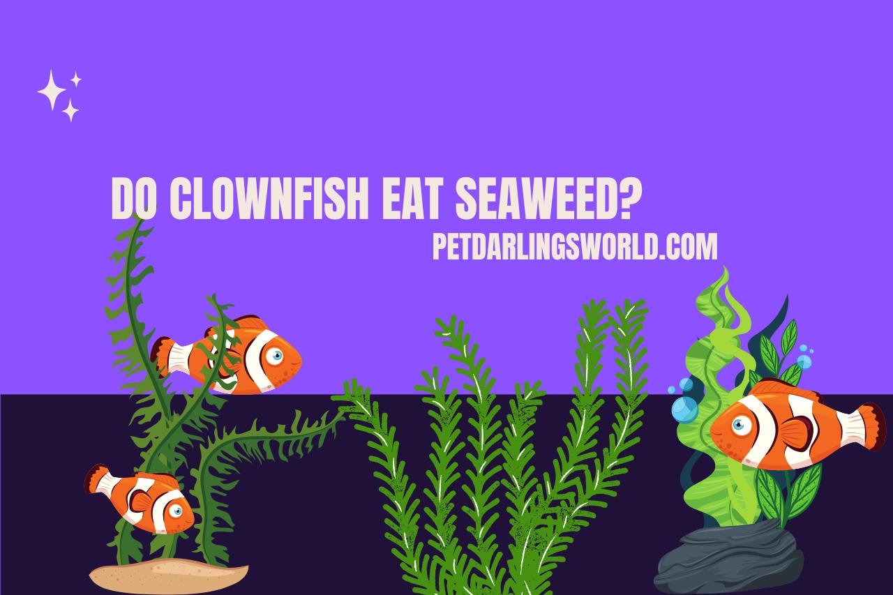 do clownfish eat seaweed