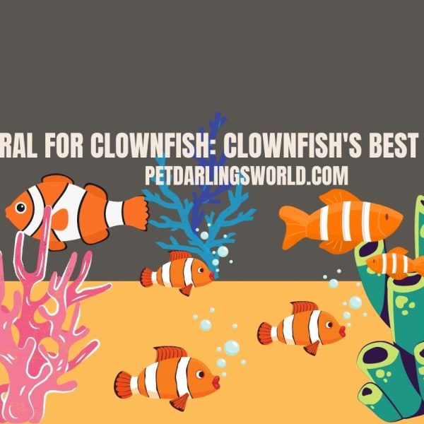 Best coral for clownfish: Clownfish’s Best Friends