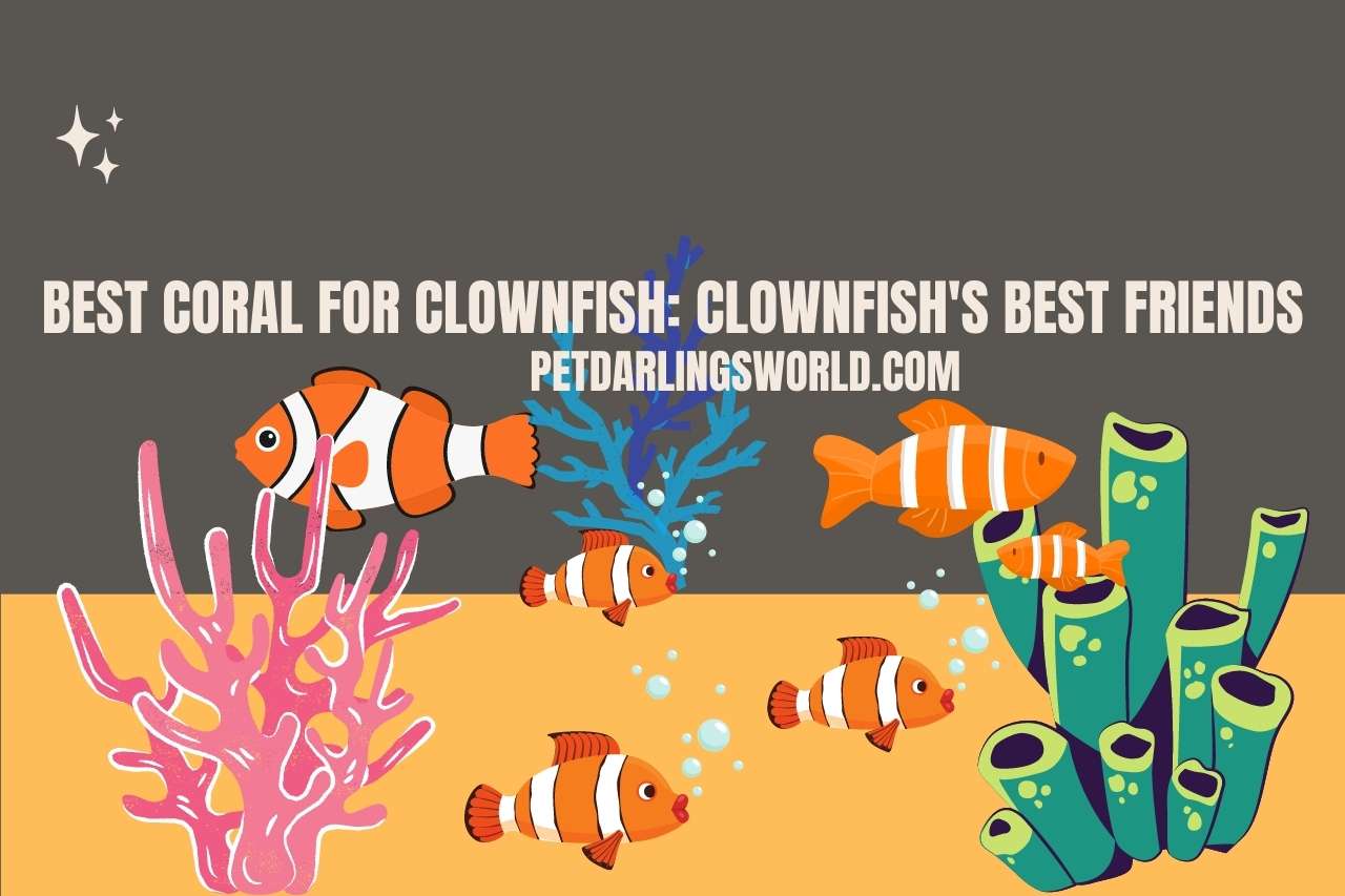Best coral for clownfish