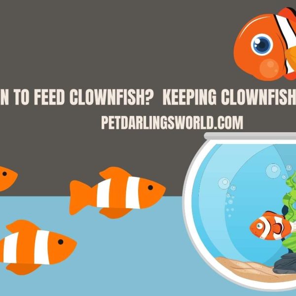 How Often to Feed Clownfish? Keeping Clownfish Happy