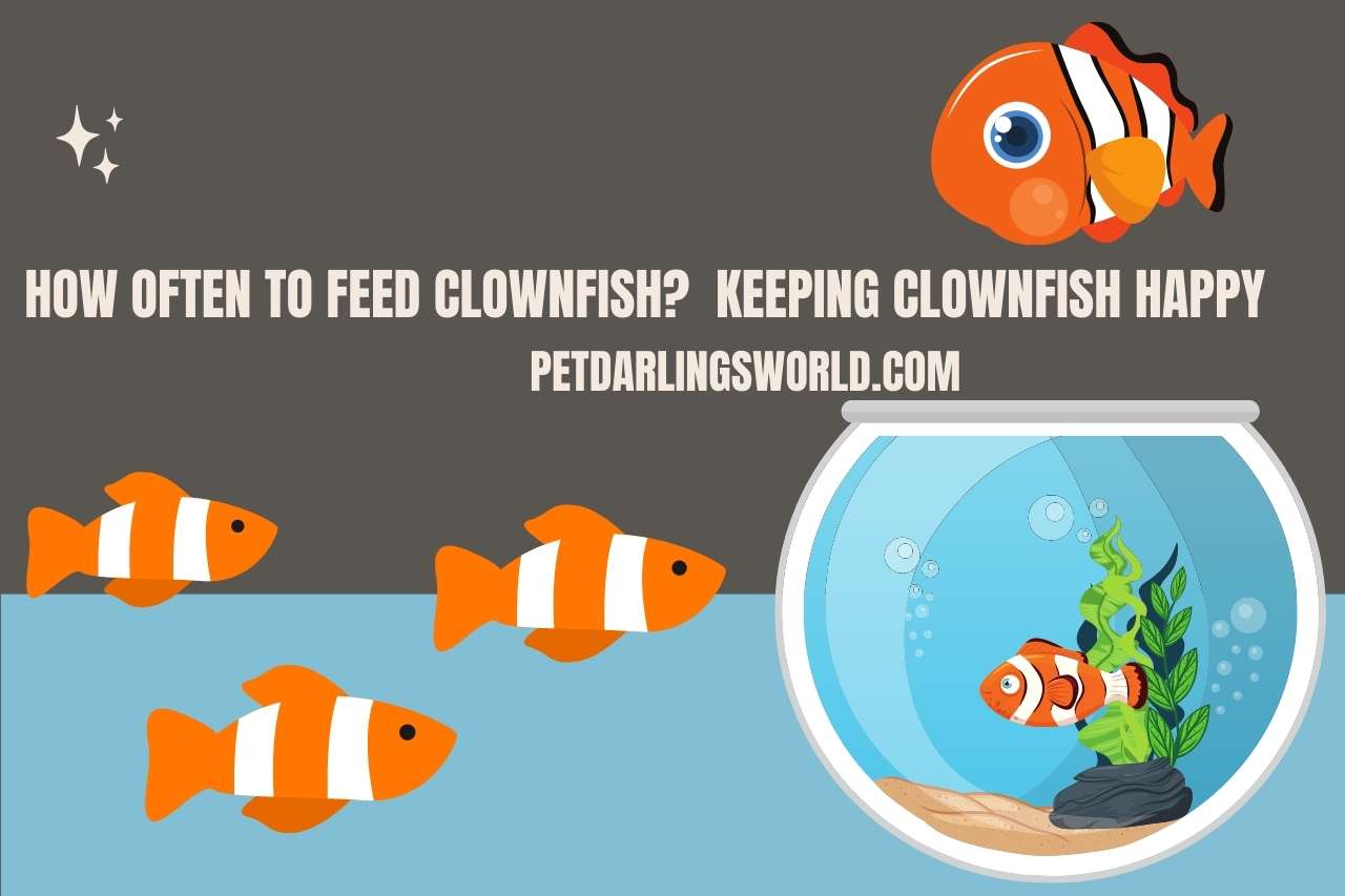 How often to feed clownfish