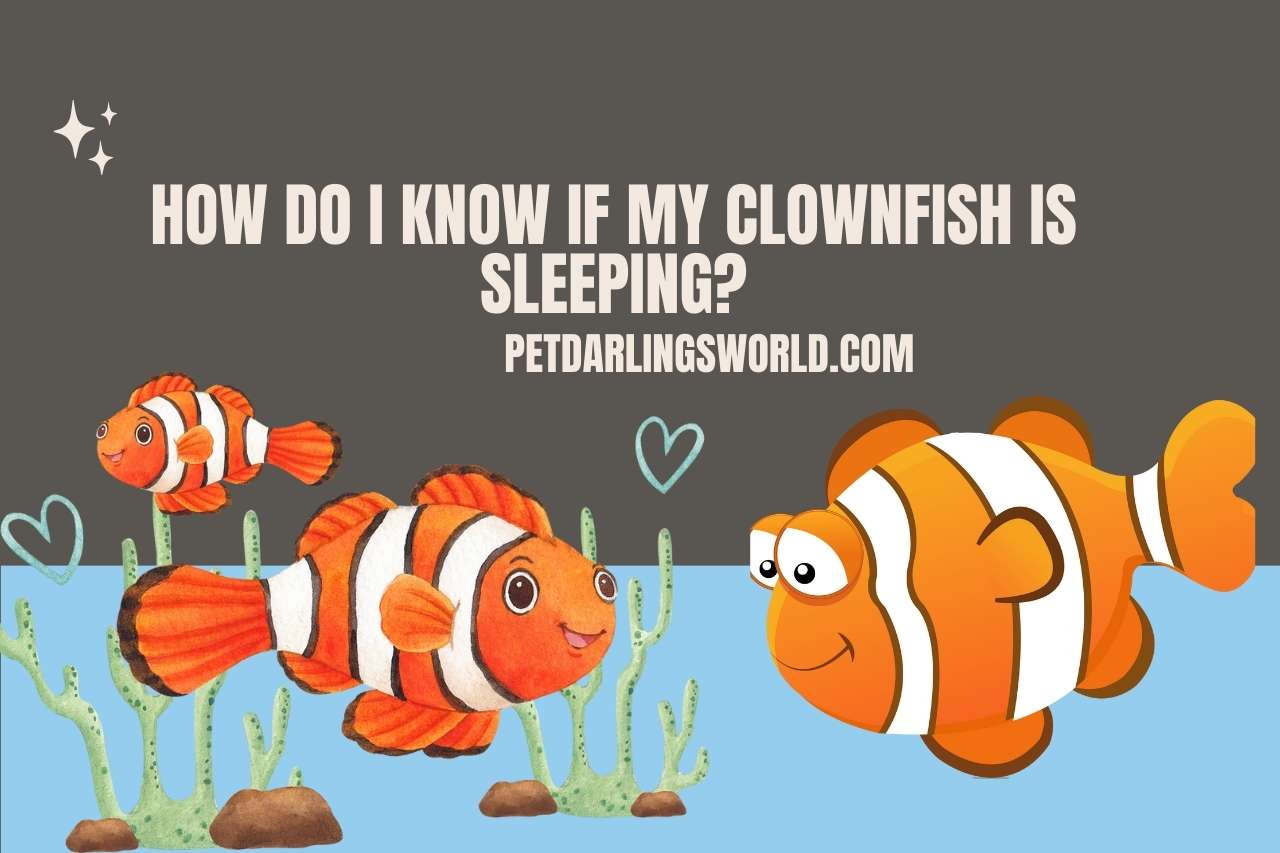 How Do I Know If My Clownfish Is Sleeping?