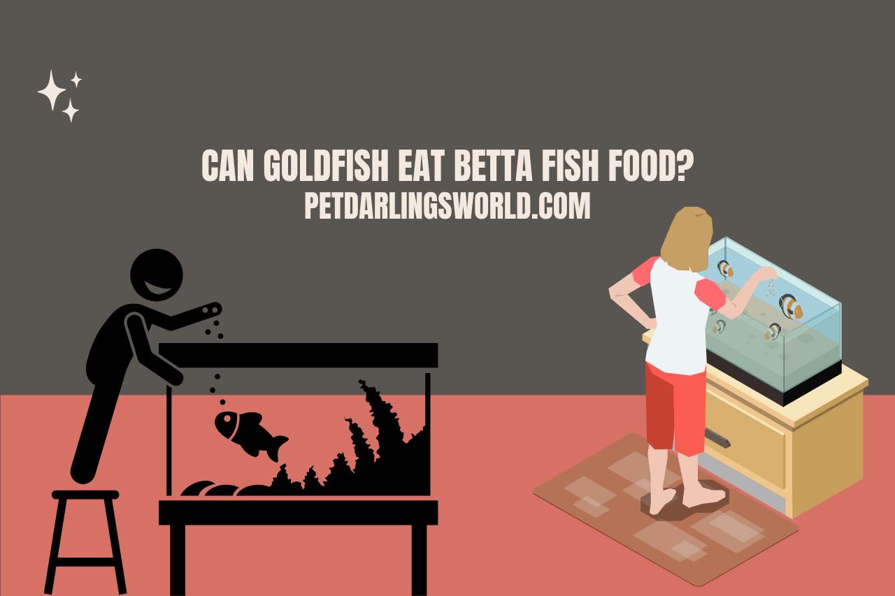 can goldfish eat betta fish food