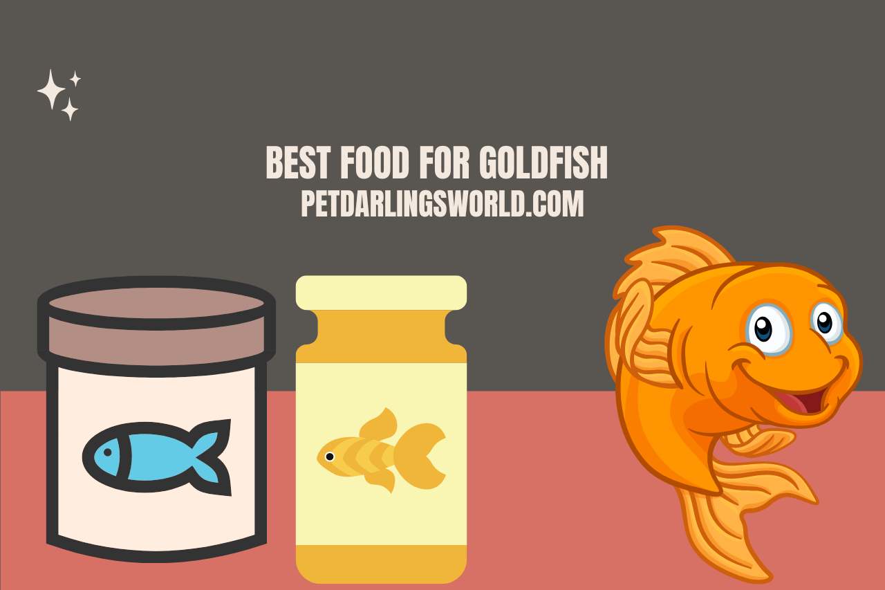 Best Food for Goldfish