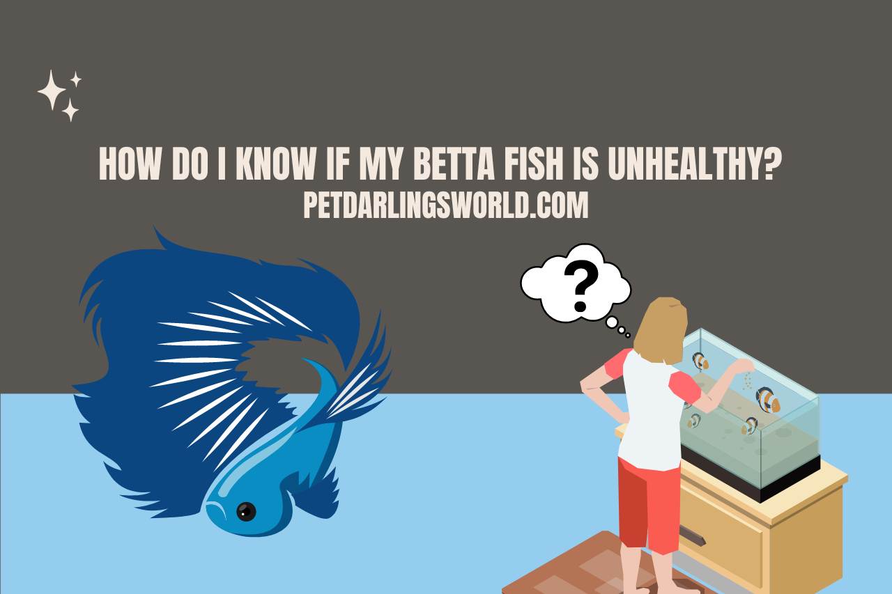 How Do I Know If My Betta Fish is Unhealthy