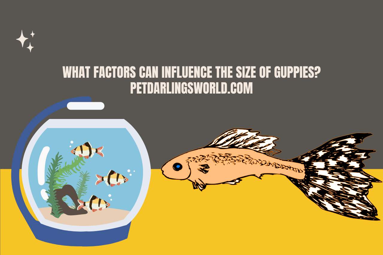 What Factors Can Influence the Size of Guppies