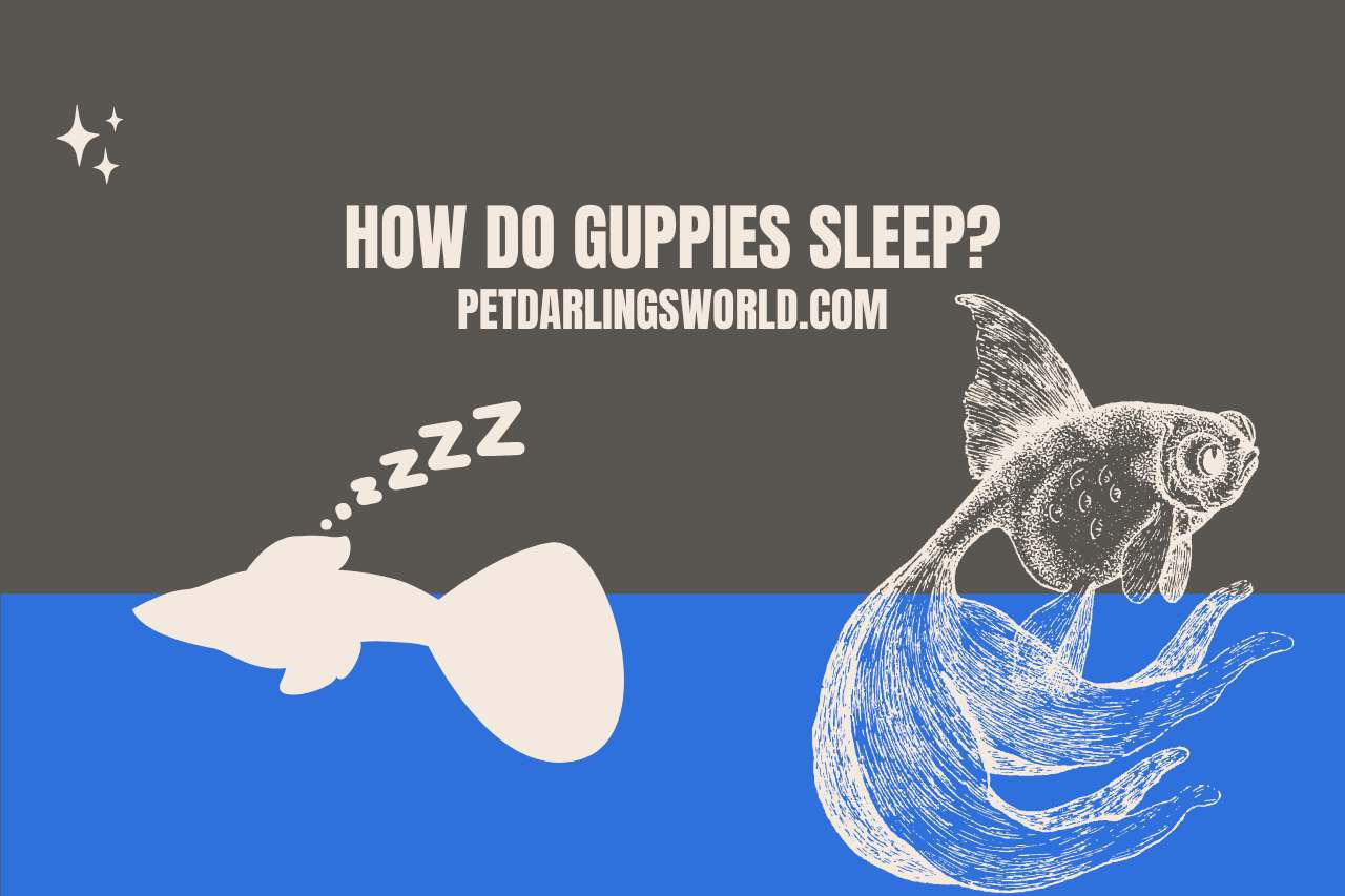 how do guppies sleep