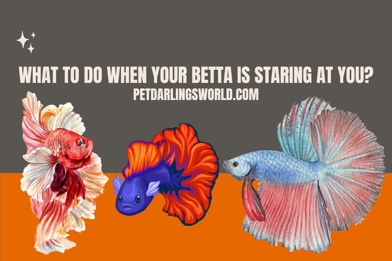 What to Do When your Betta is Staring at You