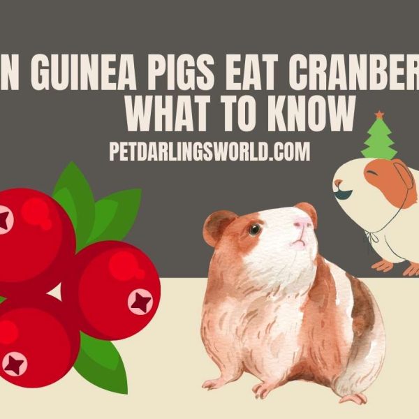 Can Guinea Pigs Eat Cranberries? What to Know