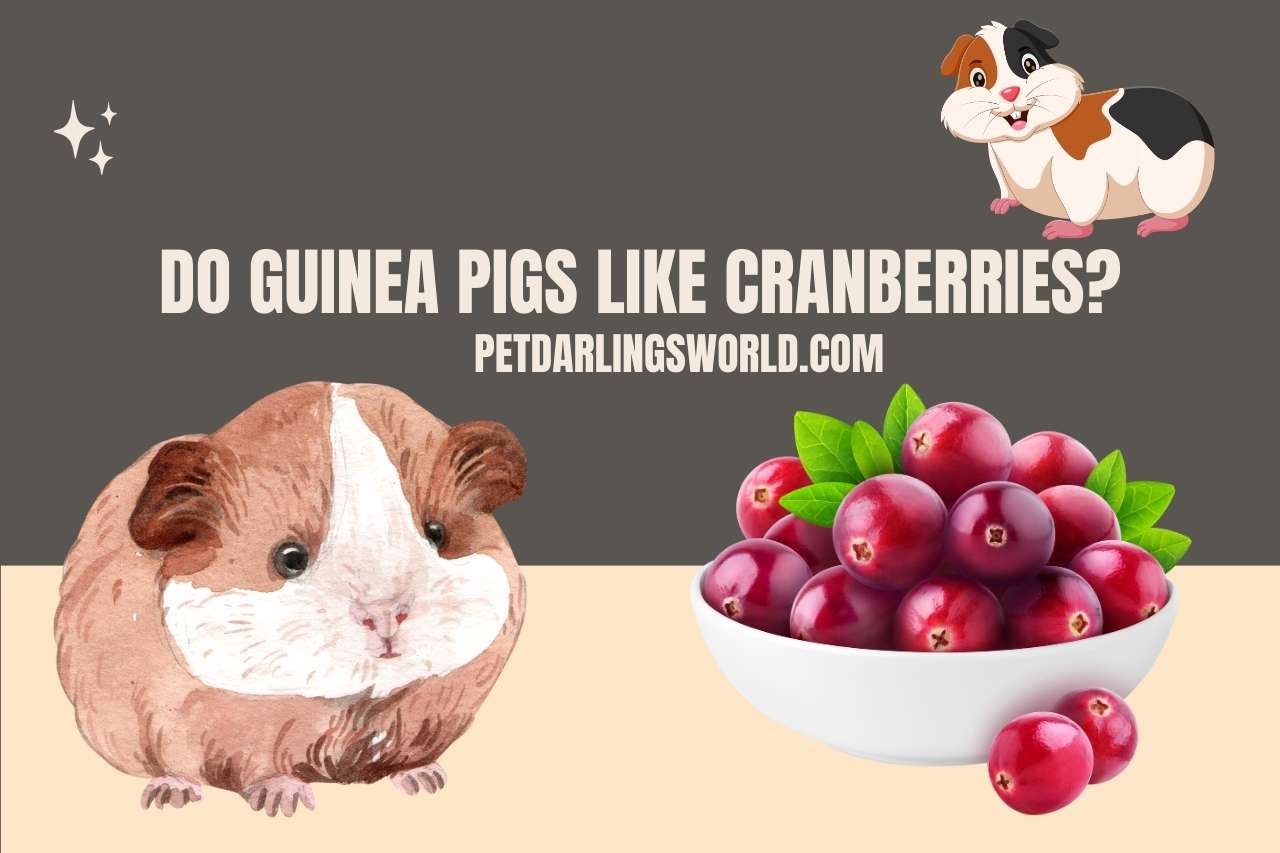 Do Guinea Pigs Like Cranberries?