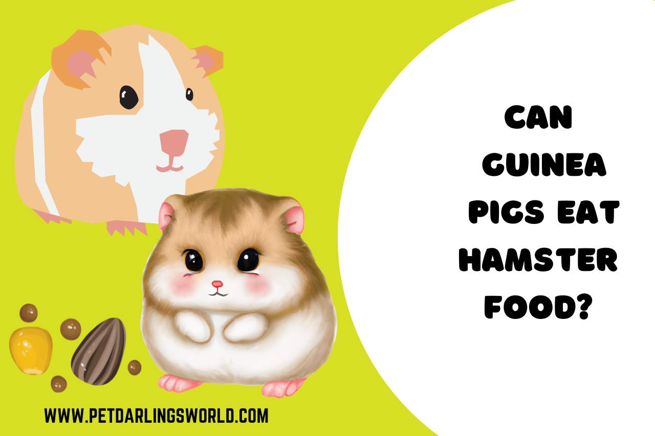 can guinea pigs eat hamster food