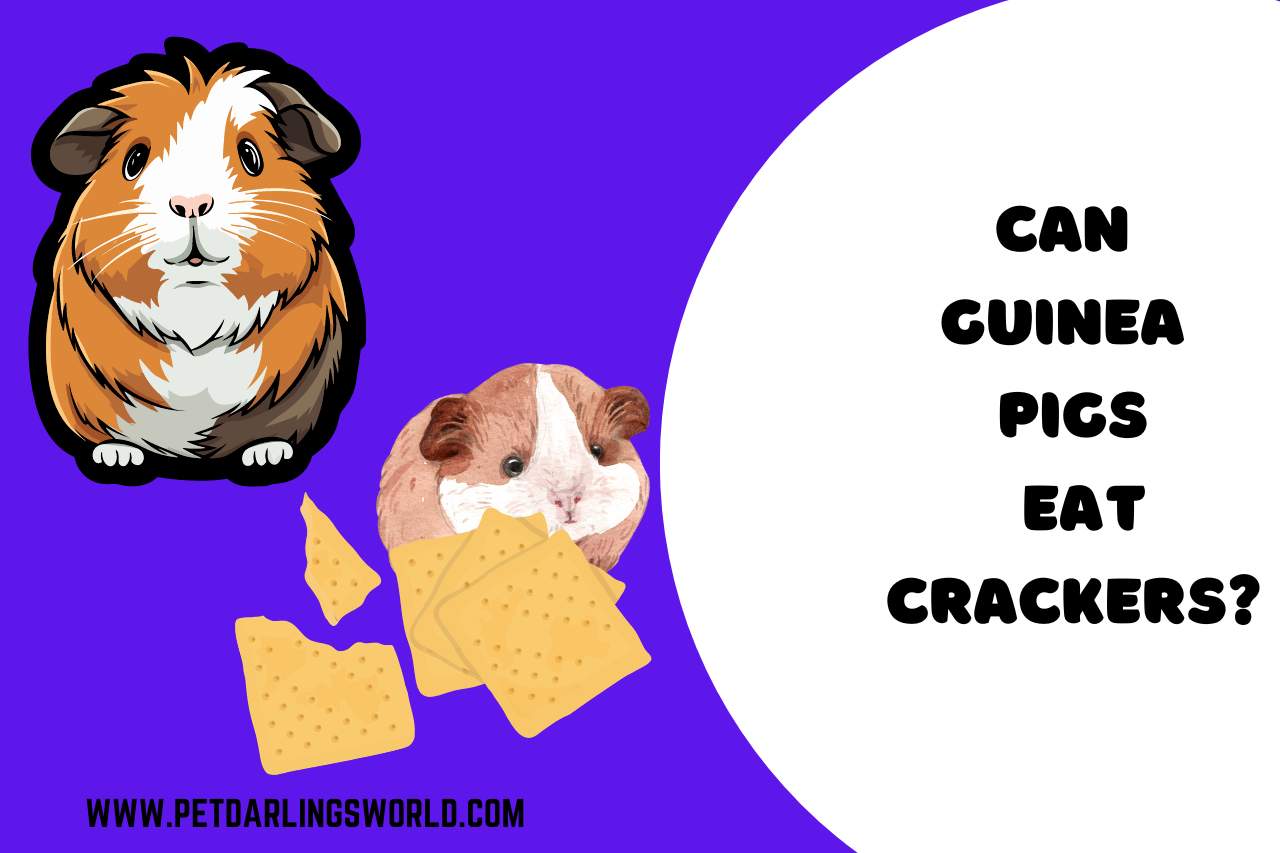 can guinea pigs eat crackers