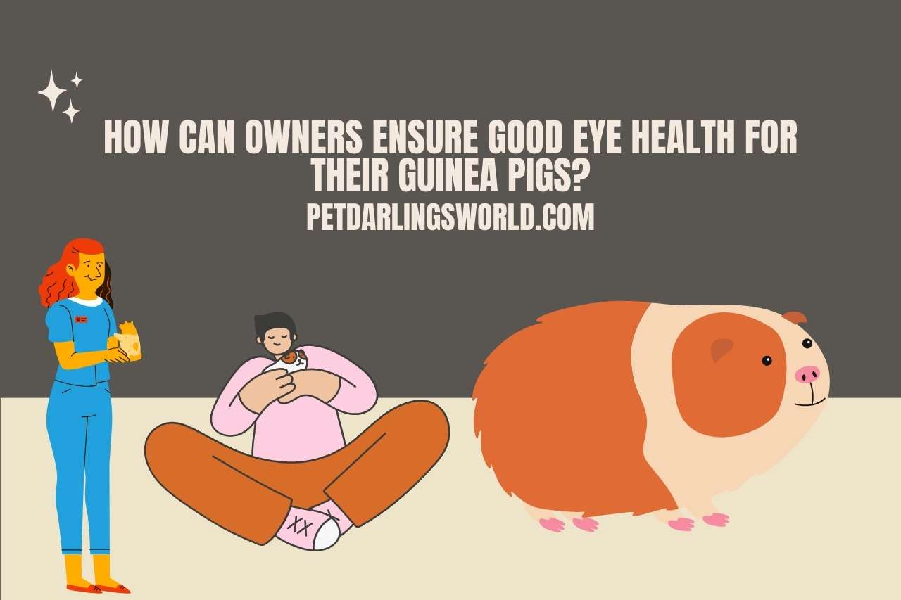 How Can Owners Ensure Good Eye Health for Their Guinea Pigs