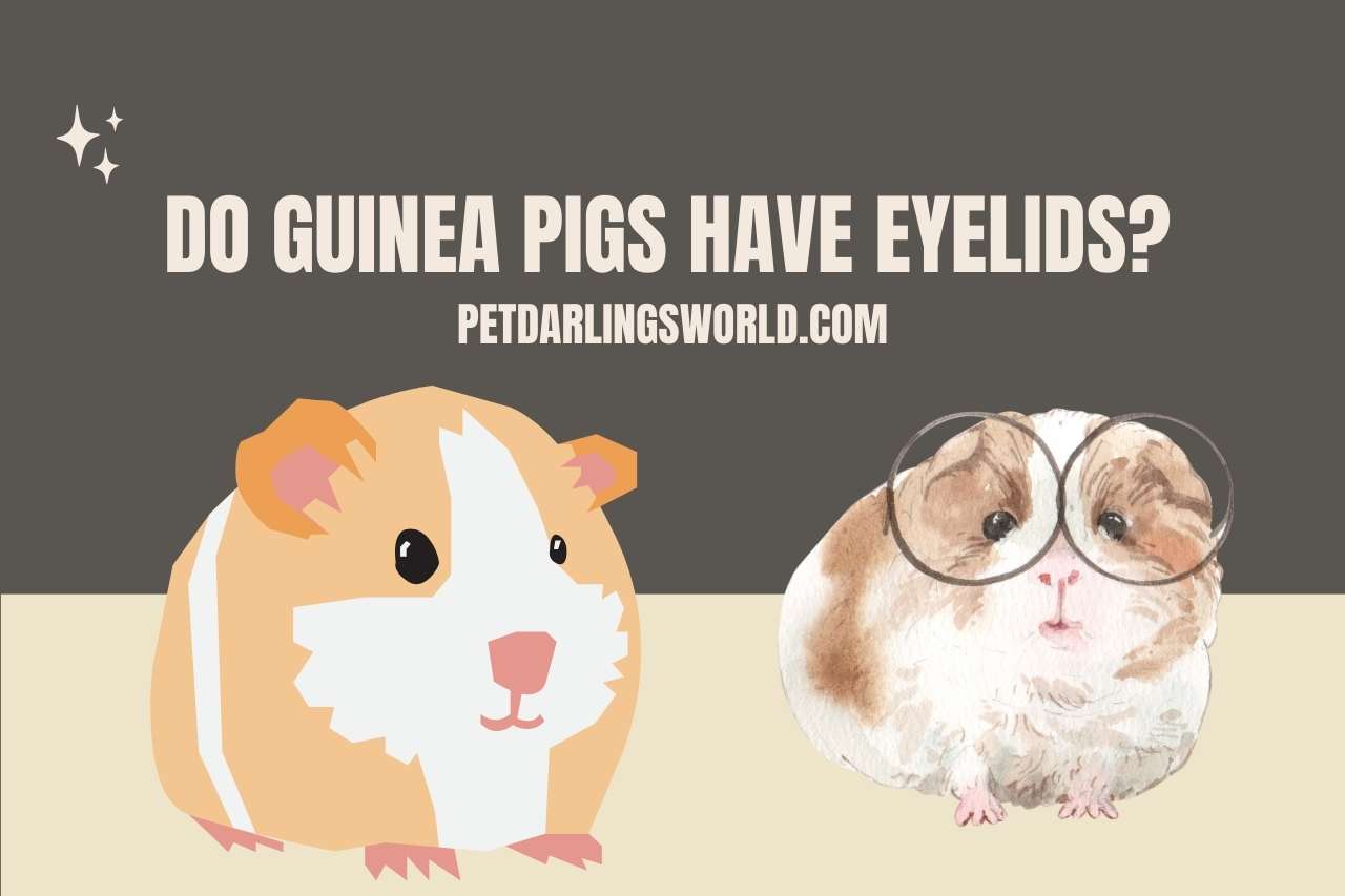do guinea pigs have eyelids