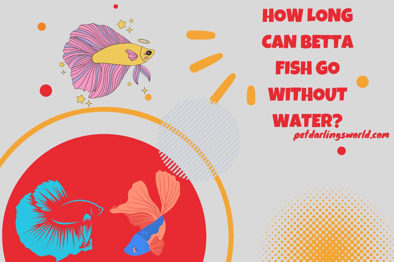 how long can Betta fish go without water