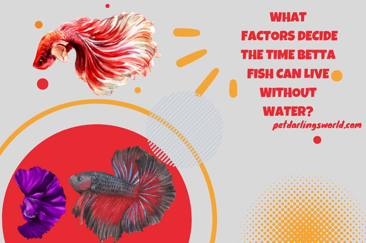 What Factors Decide the Time Betta Fish Can Live without Water