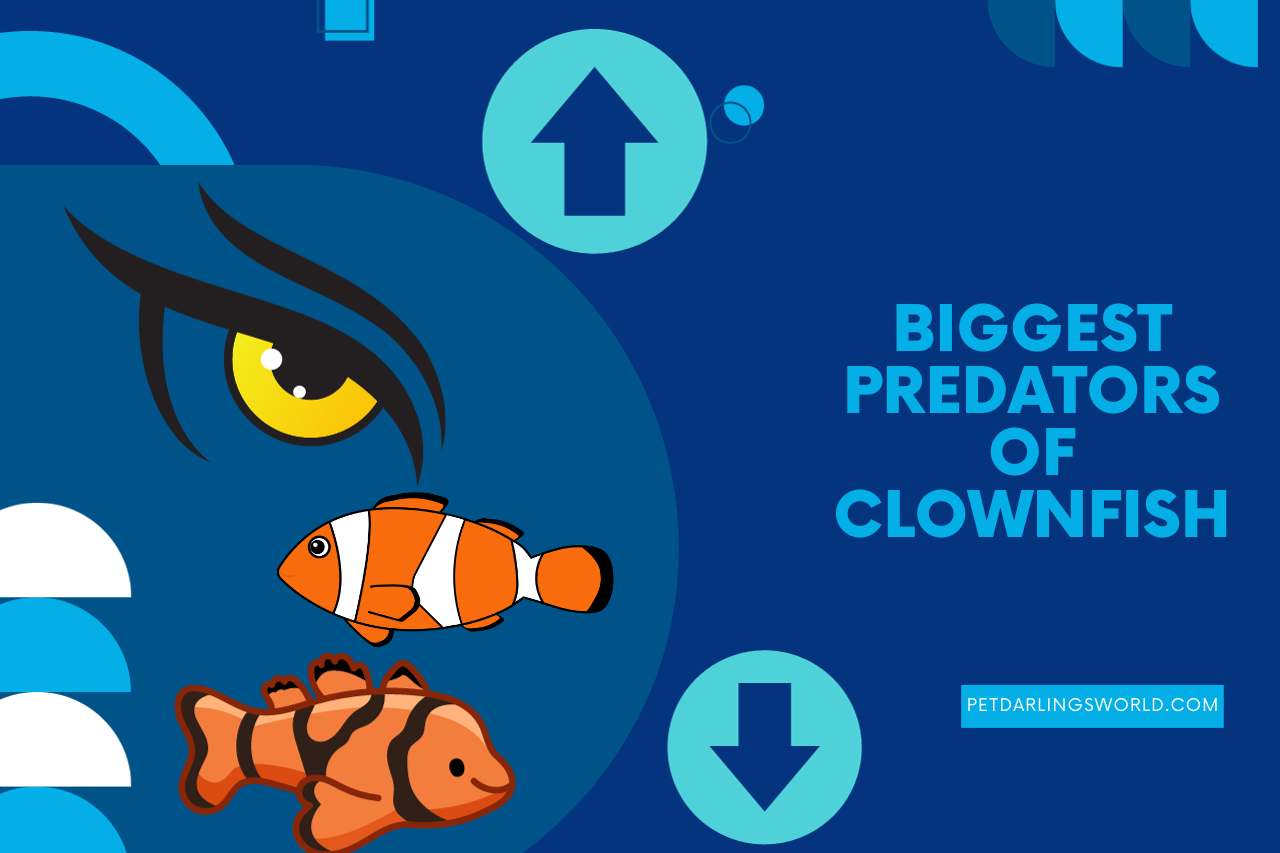 Biggest Predators of Clownfish